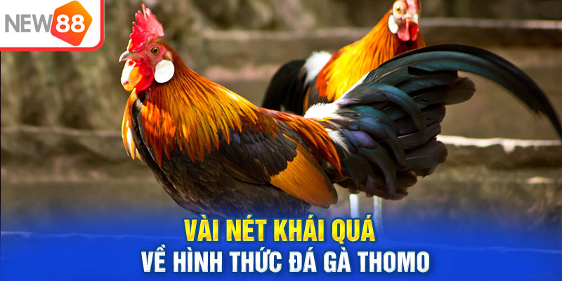 Vài nét khái quát về hình thức đá gà thomo