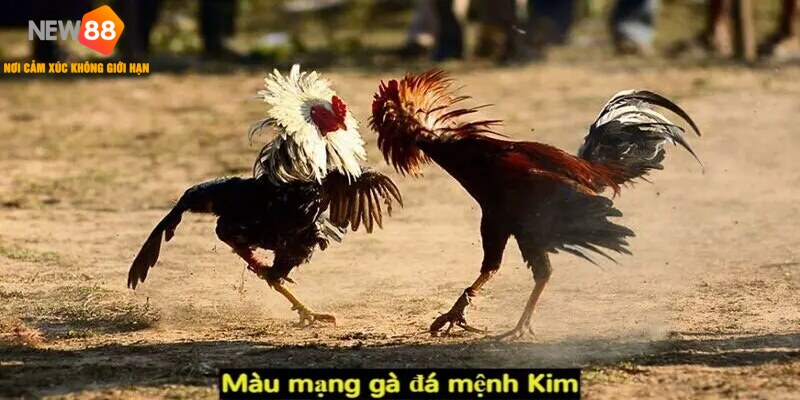 Màu mạng đá gà theo phong thủy
